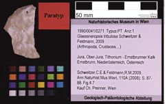Foto (Objekt + Etiketten) von Glaessneropsis tribulosa (Schweitzer & Feldmann, 2009) (NHMW-GEO-1990-0041-0271)